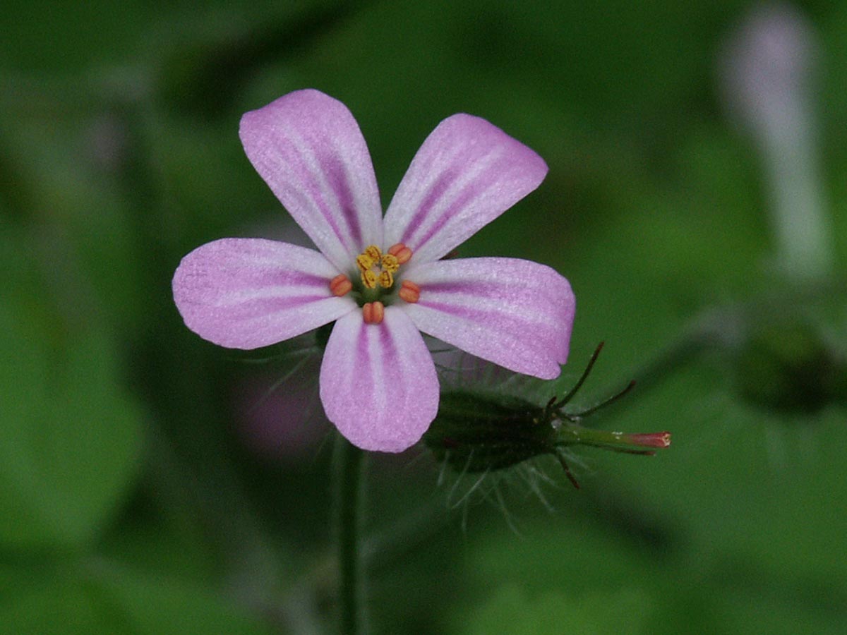 Blüte